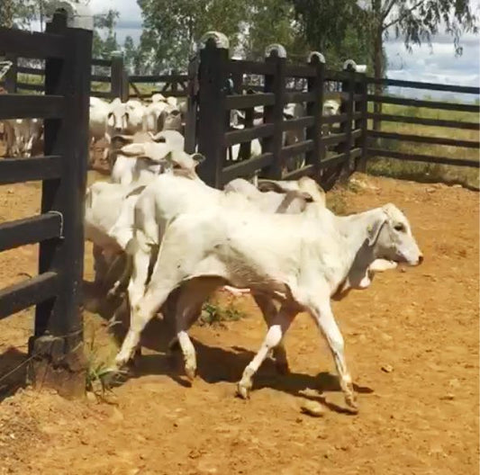 Lote de 40 bezerros nelore a venda