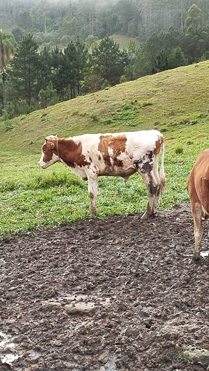 Tourinho e novilha