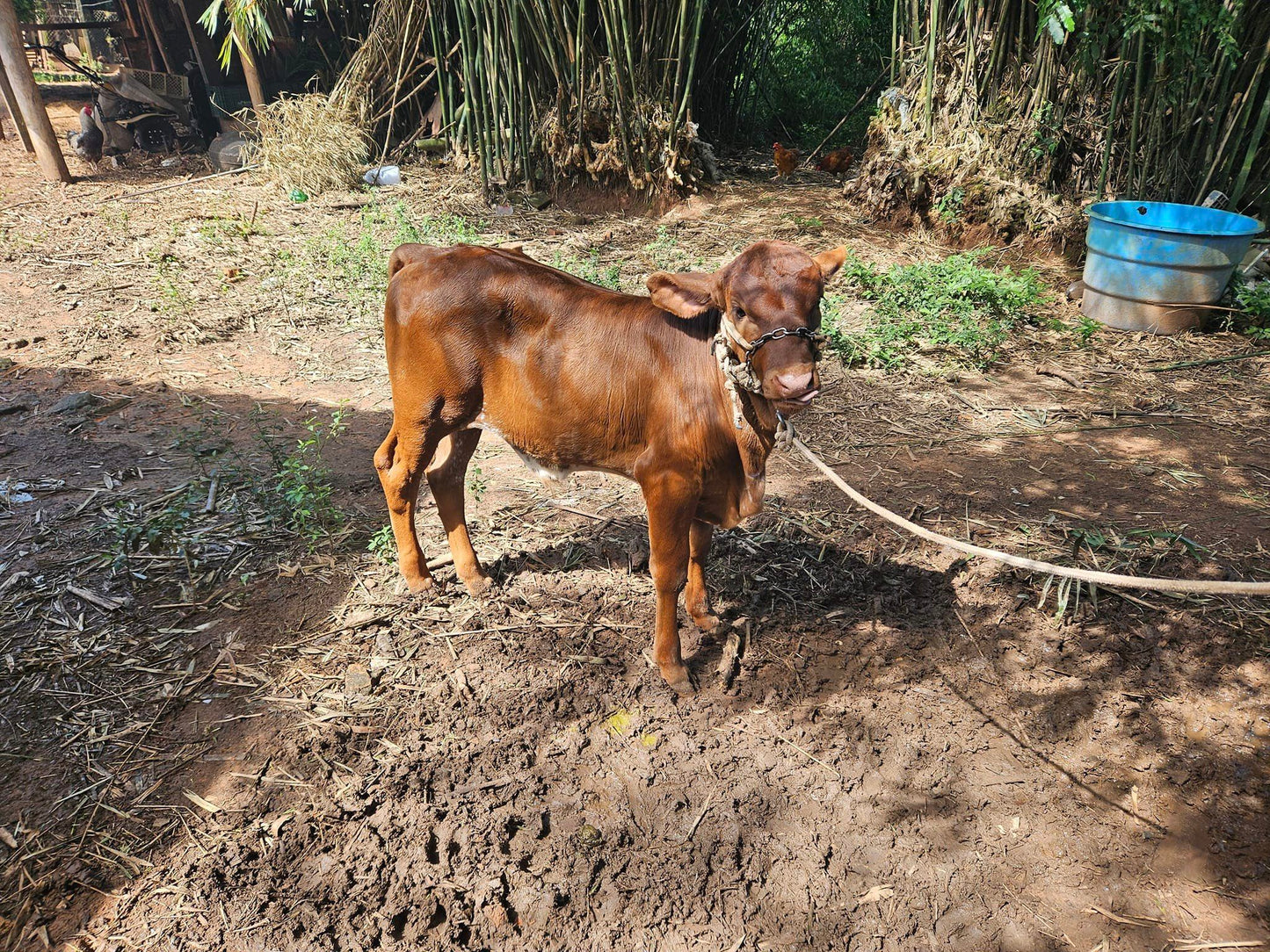 2 Vacas leiteiras