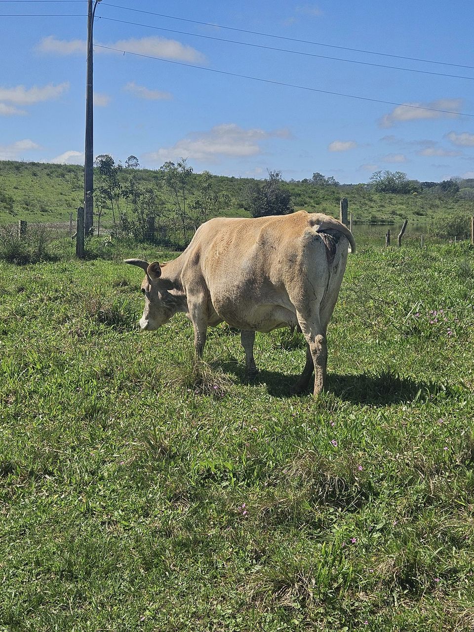 2 Vacas leiteiras