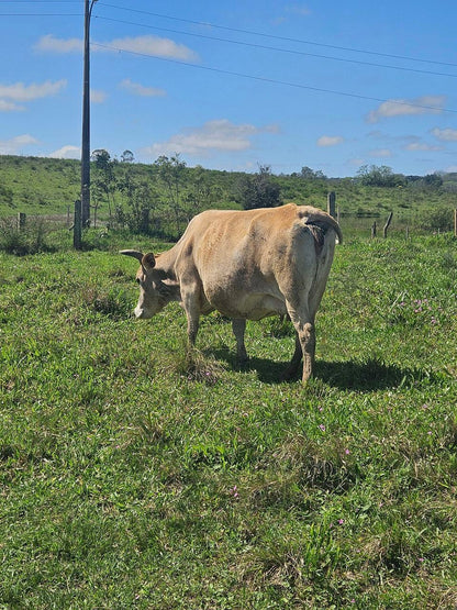 2 Vacas leiteiras