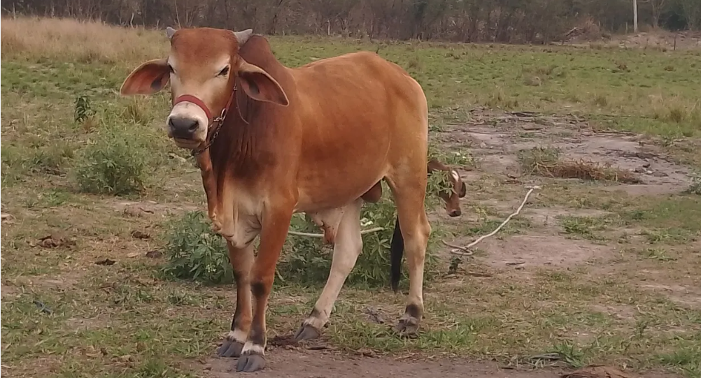 Lote de gado diversificado