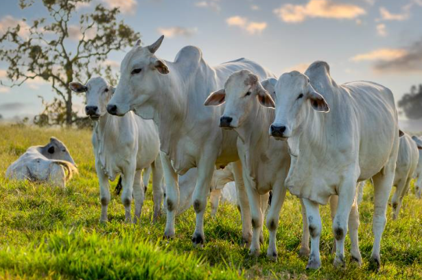 Lote de 55 cabeças de gado