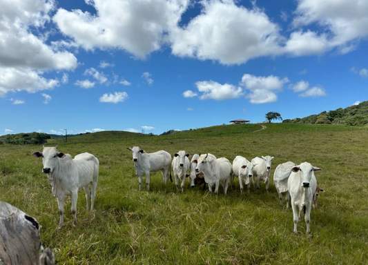 Lote gado nelore PO