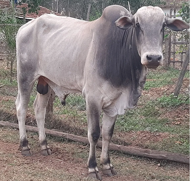 Lote de cinco cabeças