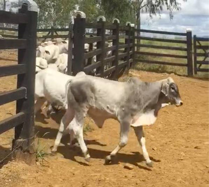 Lote de 40 bezerros nelore a venda